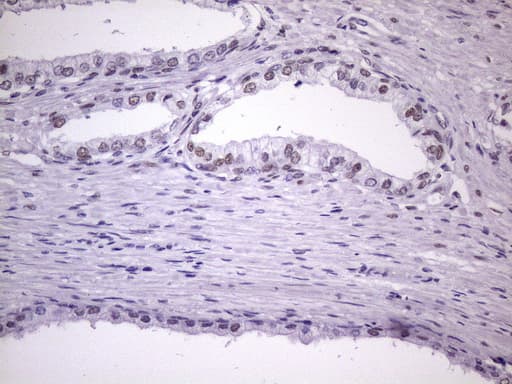 NUDT21 Antibody (aa2-227, clone OTI1B1)
