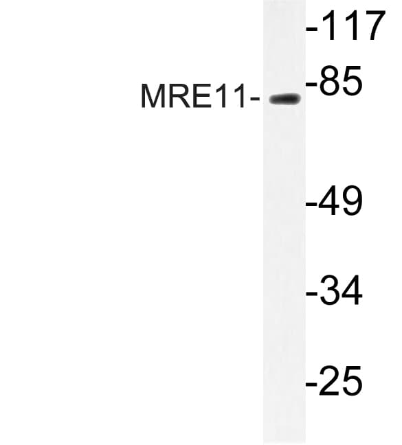 MRE11A / MRE11 Antibody (Leu260)