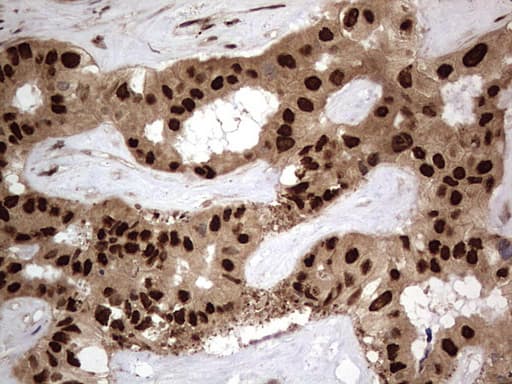 H2AFY2 Antibody (aa2-261, clone OTI1C2)