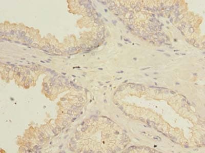 FAM92A1 Antibody