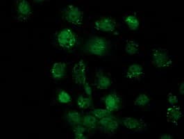 SOX17 Antibody (clone OTI3B10)