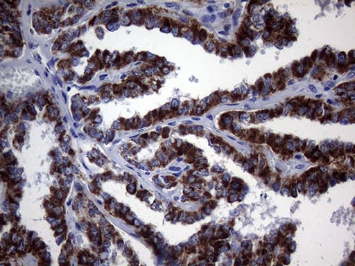 GLOD2 / MCEE Antibody (clone OTI3B11, Carrier-free)