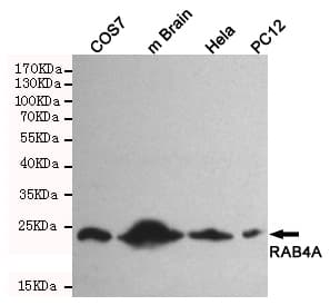 RAB4A / RAB4 Antibody
