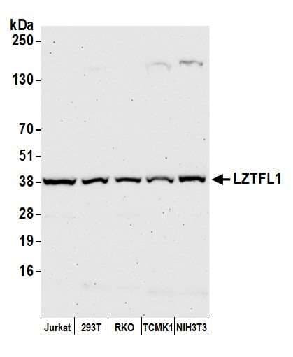 LZTFL1 Antibody (aa150-200)
