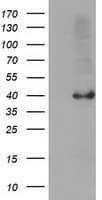 SERPINB4 / SCCA1+2 Antibody (clone OTI4C10, Carrier-free)