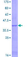 Human CLDND2 Protein (Recombinant GST)
