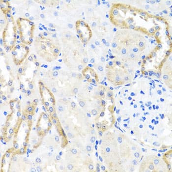 BSND / Barttin Antibody
