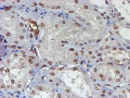 ELK3 / NET Antibody (clone OTI4G9)