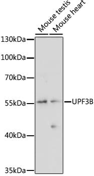 UPF3B Antibody