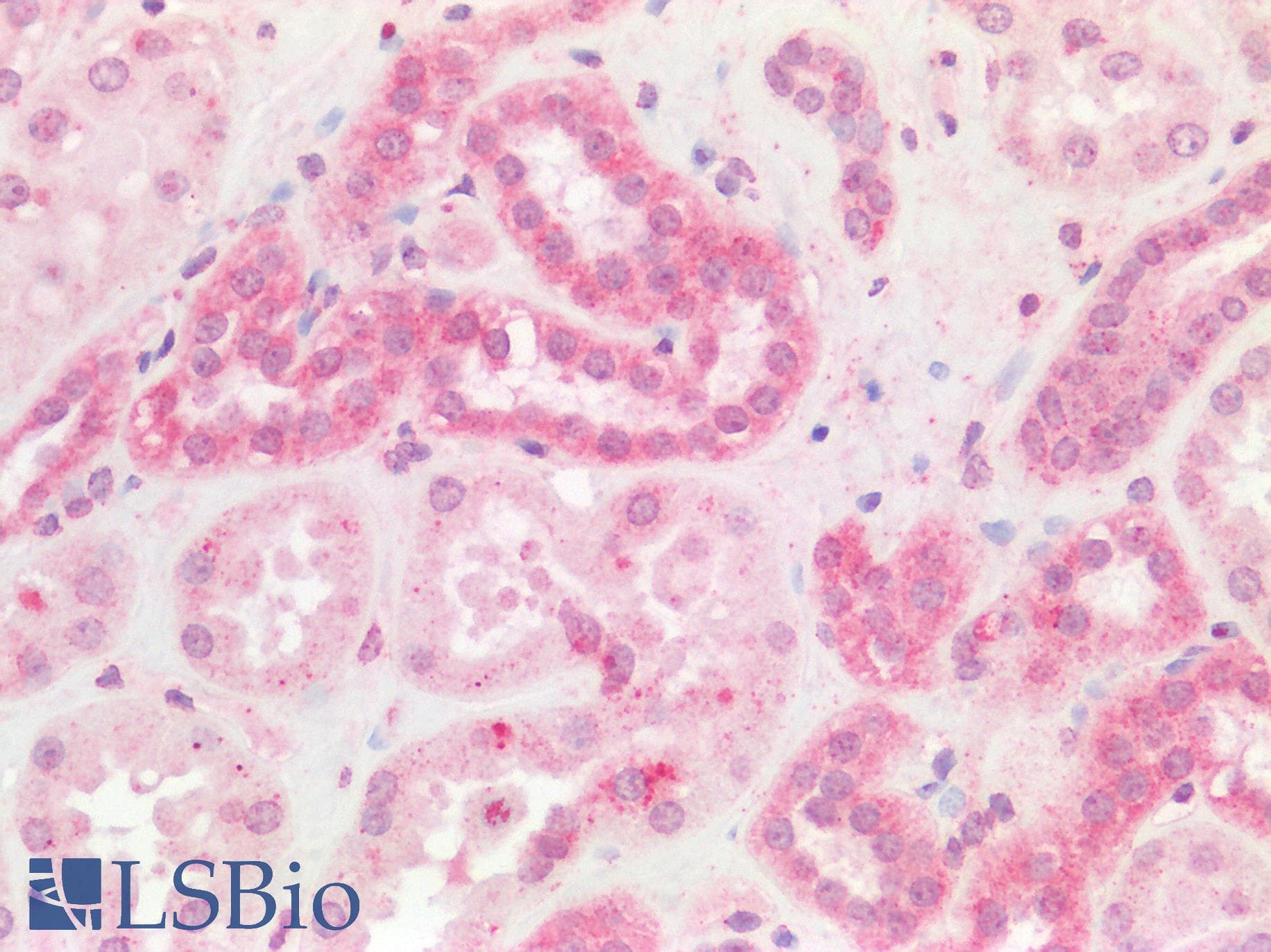NLRX1 Antibody (C-Terminus)