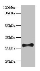Polyclonal Rabbit anti-Human FGF13 Antibody