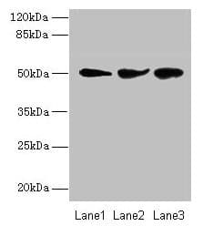 NIM1K / NIM1 Antibody