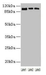 ZNF546 Antibody