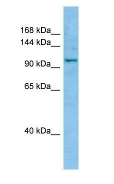 WWC1 / KIBRA Antibody (aa793-842)