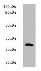 CELA2A / ELA2A Antibody