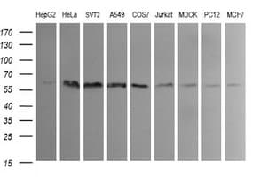 IDO1 / IDO Antibody (clone OTI2G4)