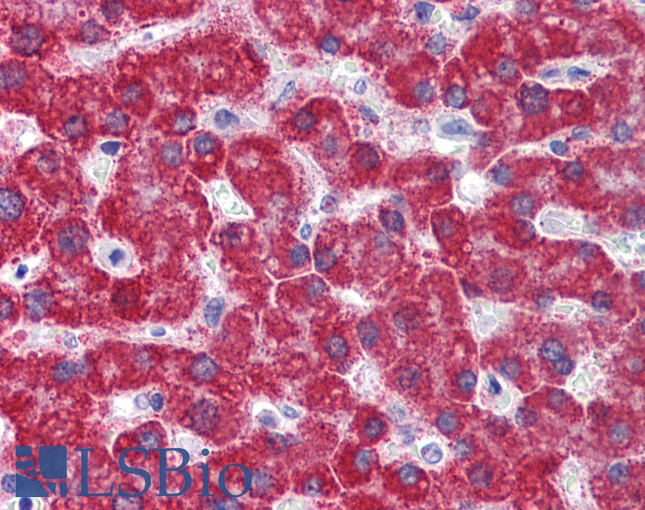 MAOB / Monoamine Oxidase B Antibody (aa36-85)
