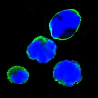 Monoclonal Mouse anti-Human ISLET-1 / ISL1 Antibody (clone 1B1, IF, WB)
