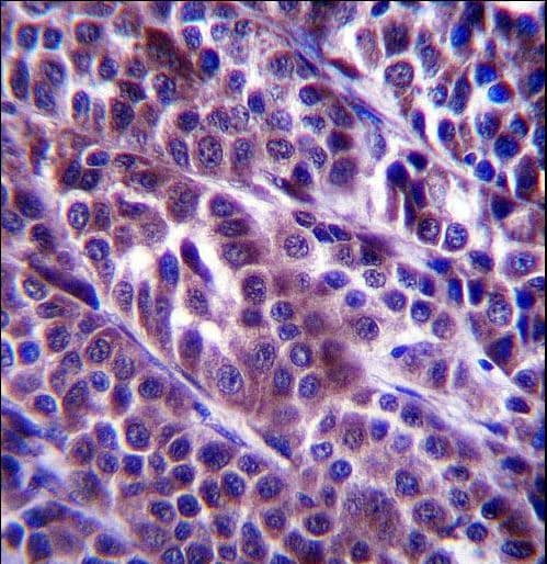 ARMC9 Antibody (aa95-124)
