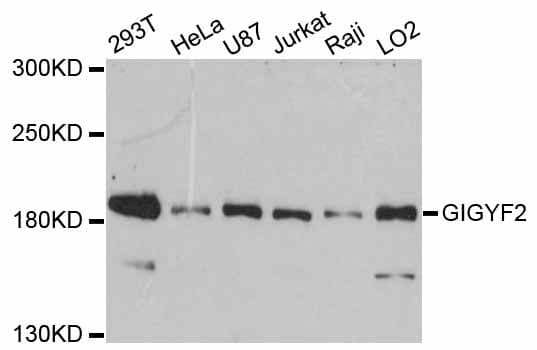 GIGYF2 Antibody
