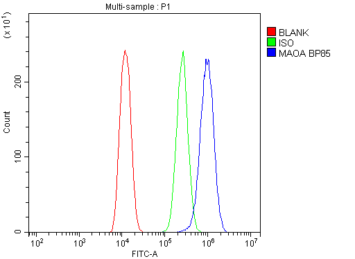 Polyclonal Rabbit anti-Human MAOA / Monoamine Oxidase Antibody (aa457-493, IHC, WB)