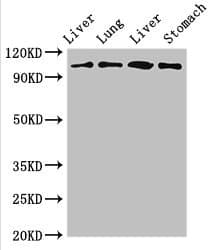 MAP3K13 / LZK Antibody