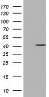 CBWD1 Antibody (clone OTI9B8)