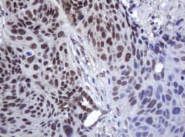 ZSCAN18 / ZNF447 Antibody (clone OTI4D1)
