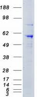Human STK39 / SPAK Protein (Recombinant Myc-DDK (Flag))