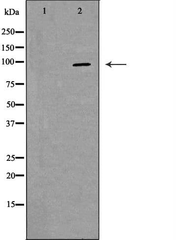 ABCC4 / MRP4 Antibody