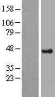 DAZAP1 Protein (Over-Expression Lysate Myc-DDK (Flag))