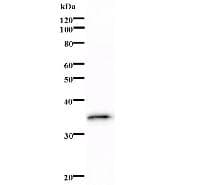 Monoclonal Mouse anti-Human C/EBP Epsilon / CEBPE Antibody (clone 2154C4a, WB)