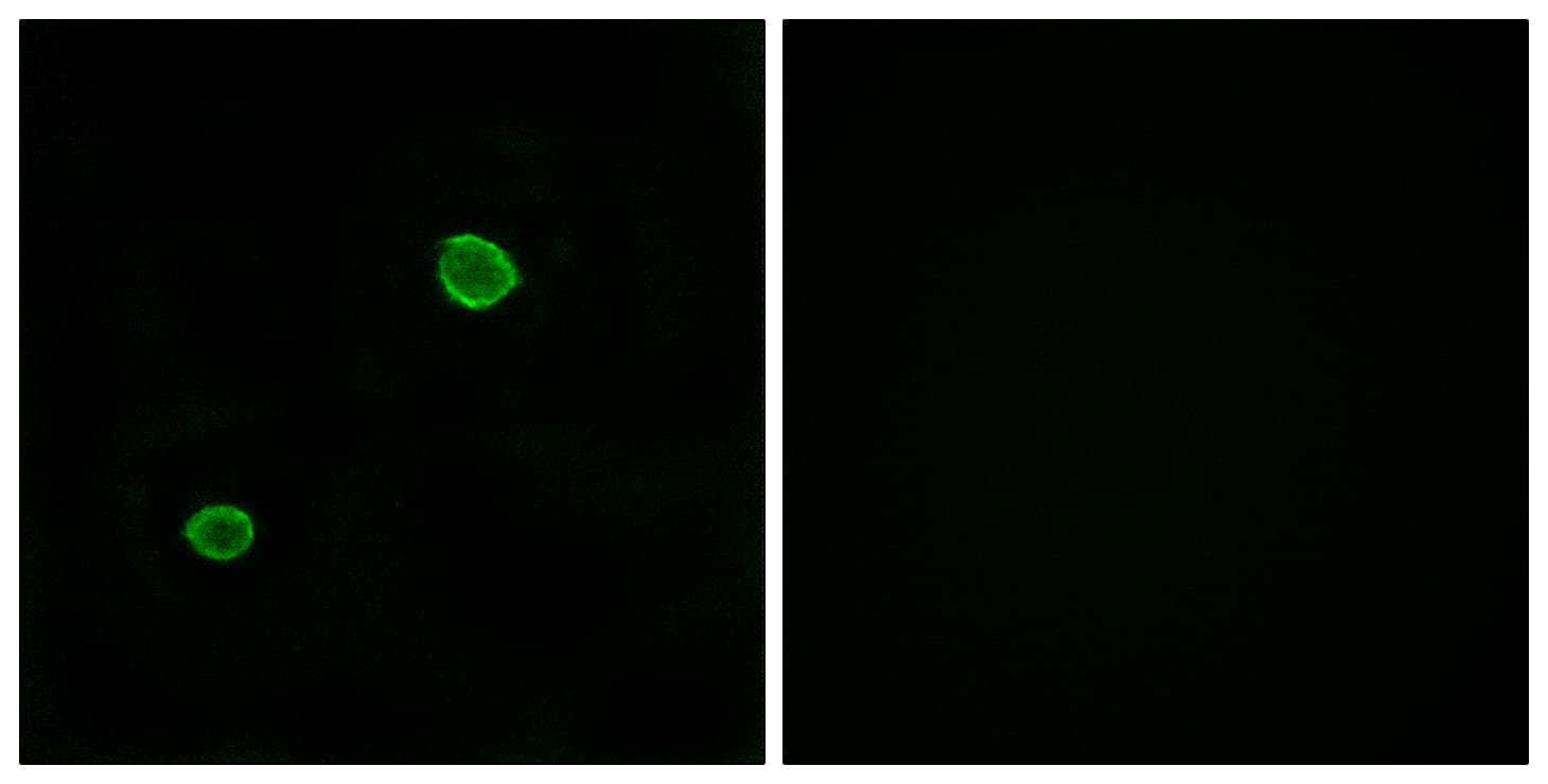 APOL4 / Apolipoprotein L 4 Antibody (aa301-350)