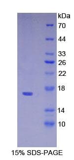 Mouse VPREB1 / CD179A Protein (Recombinant His-T7)