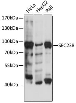 SEC23B Antibody