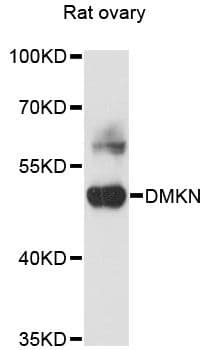 Polyclonal Rabbit anti-Human DMKN Antibody (WB)