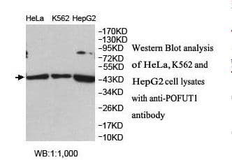 POFUT1 Antibody (aa17-180)