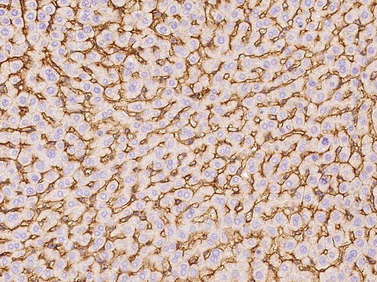 ICAM-1 / CD54 Antibody (Preservative Free)