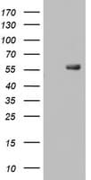 RIPK3 / RIP3 Antibody (aa233-518, clone OTI2B10)