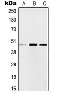 Polyclonal Rabbit anti-Human JUN / c-Jun Antibody (Internal, IHC, WB)