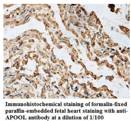 Polyclonal Rabbit anti-Human APOOL / Apolipoprotein O-Like Antibody (aa27-192, IHC)