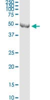Monoclonal Mouse anti-Human CNPase Antibody (clone 2E8, IF, WB)