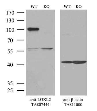 LOXL2 Antibody (aa152-450, clone OTI4H3)