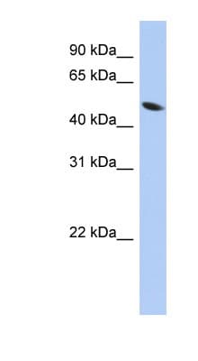 ZNF793 Antibody (aa287-336)