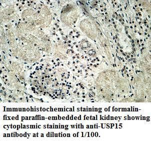 USP15 Antibody (aa48-255)