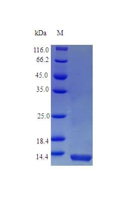 Rhesus monkey IL13 Protein (Recombinant)