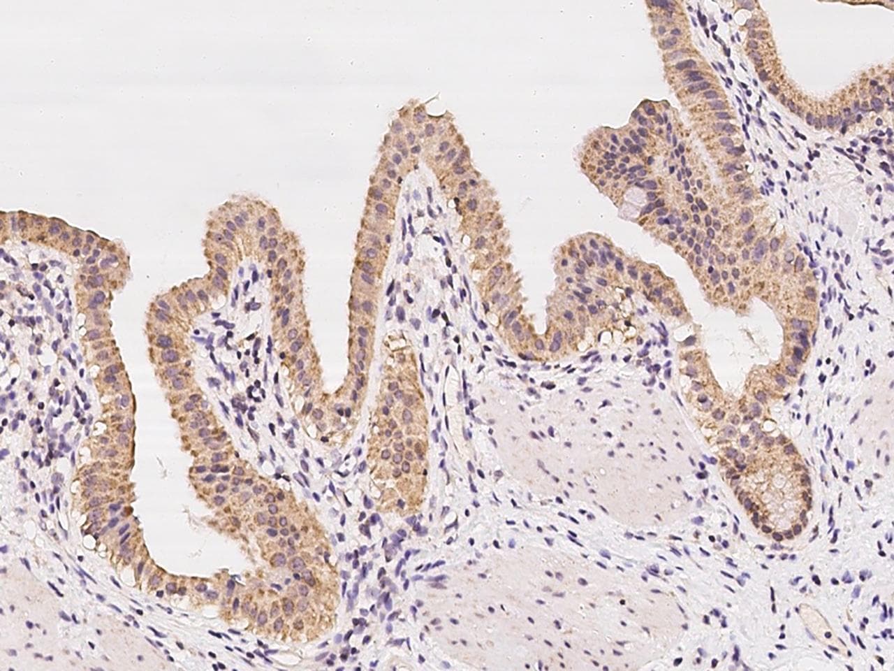 Polyclonal Rabbit anti-Human STYX Antibody (IHC)