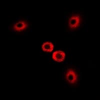 MYO1C Antibody