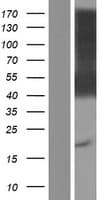 CD84 / SLAMF5 Protein (Over-Expression Lysate Myc-DDK (Flag))