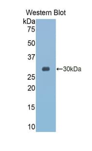 GZMK / Granzyme K Antibody (aa27-264, PE)